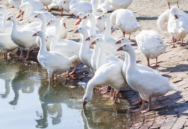 Gans Auf Traditionellem Freilandgeflügelhof — Stockfoto