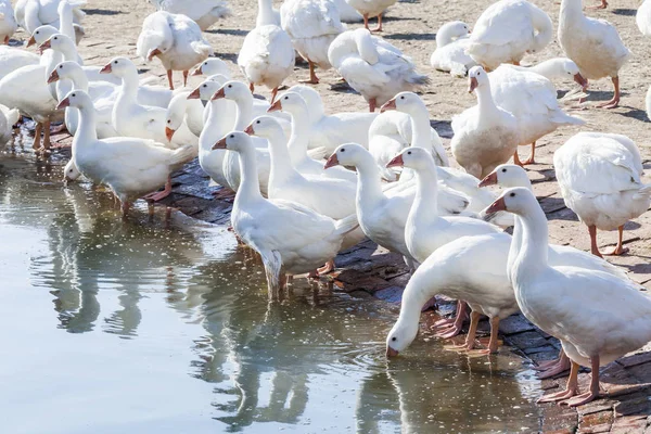 Gans Auf Traditionellem Freilandgeflügelhof — Stockfoto