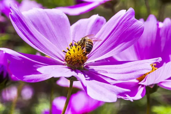 Frühling Gänseblümchen Blume Und Biene — Stockfoto