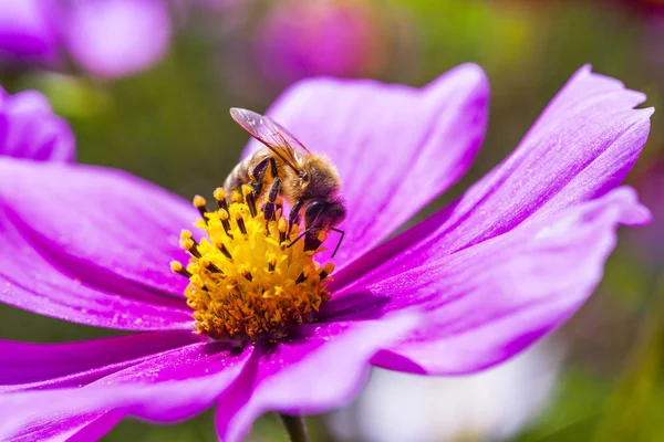 Spring single daisy flower and bee