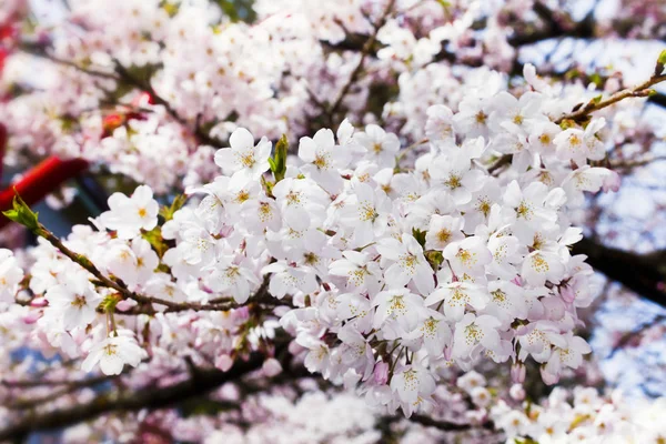 Cherry Bloem Bloeien Lente Seizoen — Stockfoto