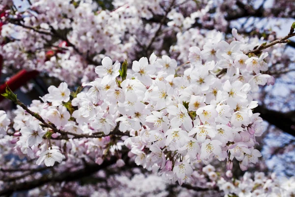 Floraison Fleurs Cerisier Printemps — Photo