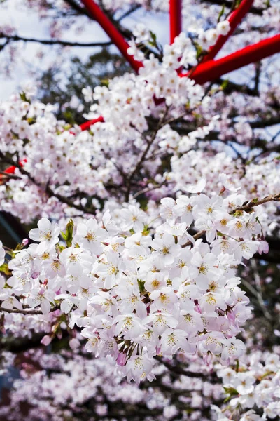 Cherry Blomma Blommar Vårsäsongen — Stockfoto