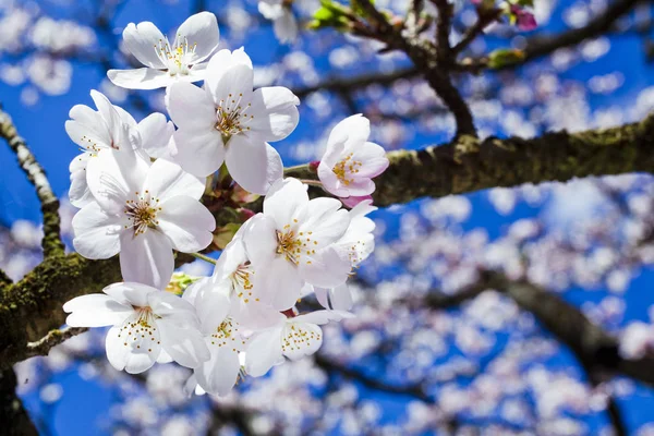 Kirschblütenblüte Frühling — Stockfoto