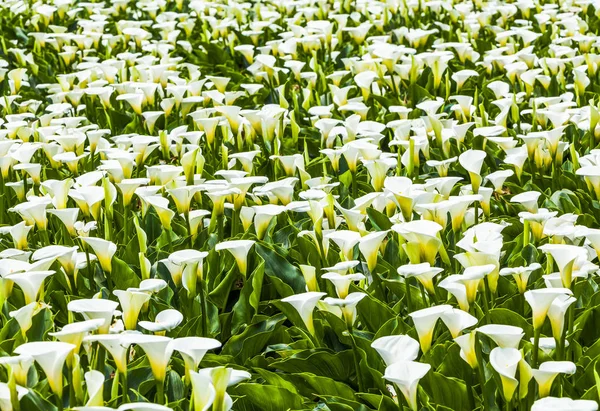 Vackra Vita Calla Lily Blommor Blommar Trädgården Calla Lily Fält — Stockfoto