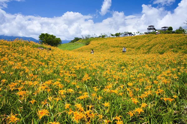台湾东部美丽的百合花山 — 图库照片