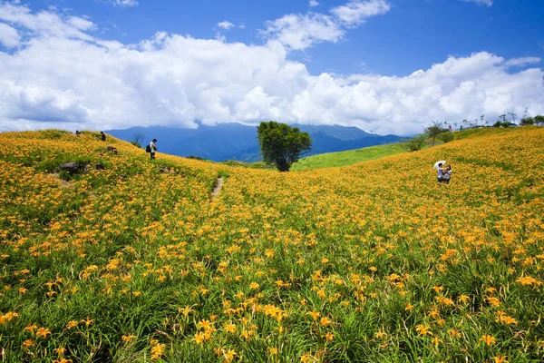 Красивая Цветущая Гора Востоке Тайваня — стоковое фото