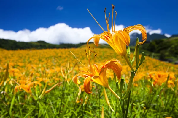 Yakın çekim daylily