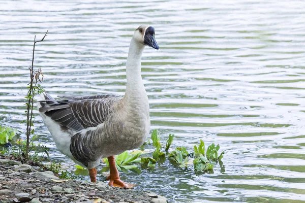 Goose Walking Park — Stock Photo, Image