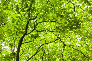 Arkaplan olarak mavi gökyüzü olan yemyeşil ağaçlar