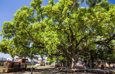 Yaz aylarında kafur ağaçlarının doğal yeşil arka plan