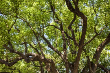 Yaz aylarında kafur ağaçlarının doğal yeşil arka plan
