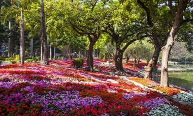 Tainan Park, Tayvan renkli çiçek doğal görünümünü.