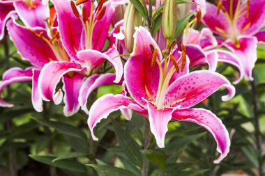 Bahçedeki pembe zambak çiçeği