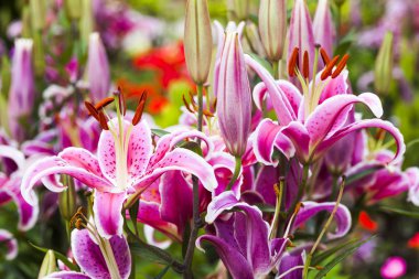 Bahçedeki pembe zambak çiçeği