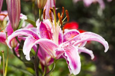 Bahçedeki pembe zambak çiçeği