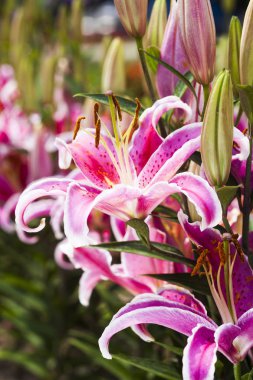 Bahçedeki pembe zambak çiçeği