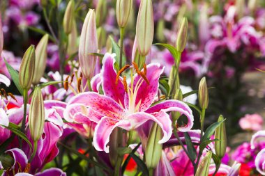 Bahçedeki pembe zambak çiçeği