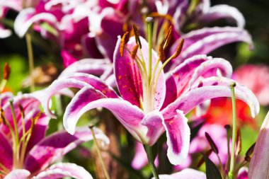 Bahçedeki pembe zambak çiçeği