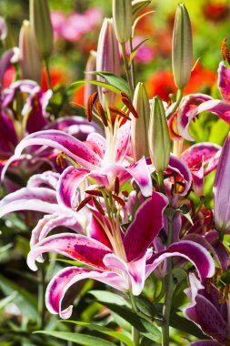 Bahçedeki pembe zambak çiçeği