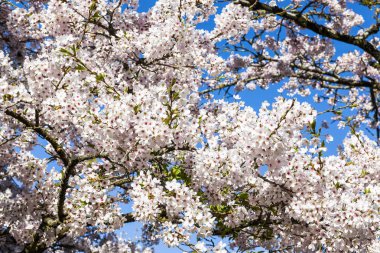 kiraz çiçek çiçek bahar sezonu.  