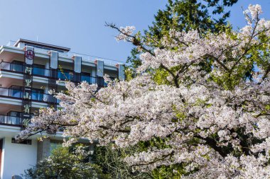 kiraz çiçek çiçek bahar sezonu.  
