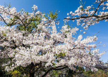 kiraz çiçek çiçek bahar sezonu.  