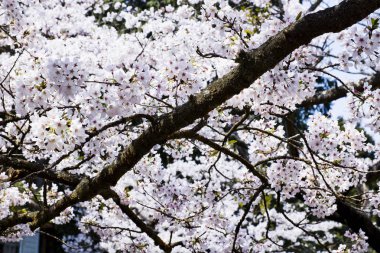 kiraz çiçek çiçek bahar sezonu.