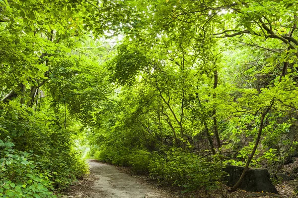 path in green forest