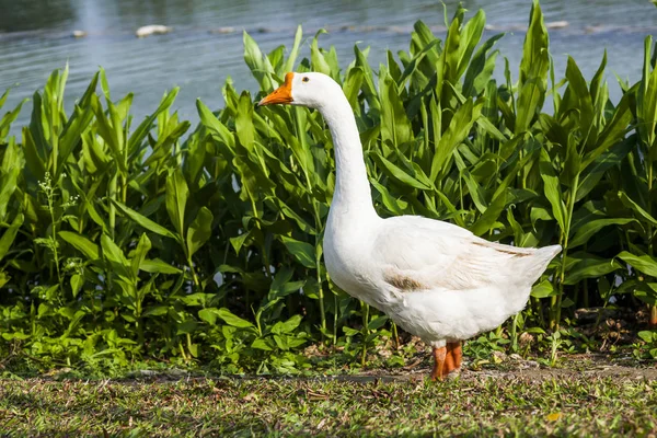 Gåsen Promenader Parken — Stockfoto