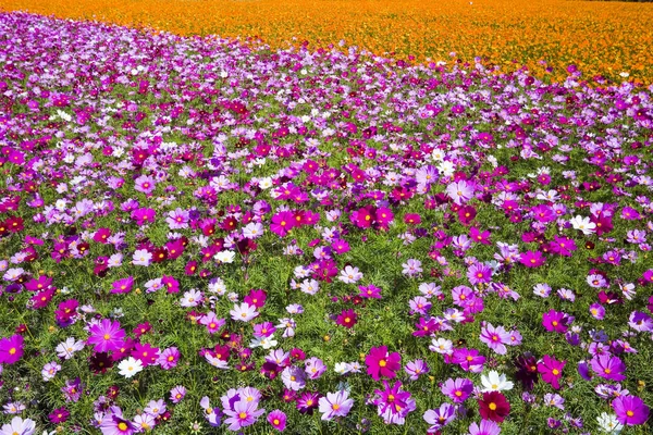 Cosmos Λουλούδια Φύση Υπαίθριο Κήπο — Φωτογραφία Αρχείου