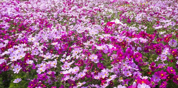 Cosmos Flores Natureza Jardim Livre — Fotografia de Stock