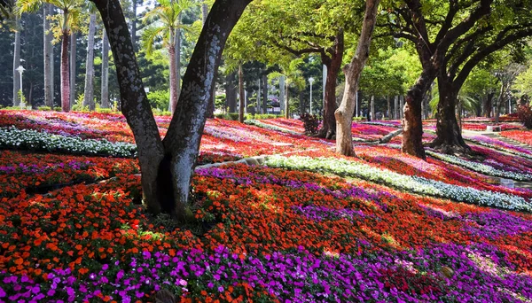 台南公園でカラフルな花壇の風光明媚なビュー — ストック写真