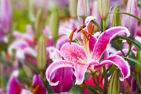 Розовый Цветок Лилии Саду — стоковое фото