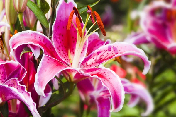 Fiore Giglio Rosa Giardino — Foto Stock