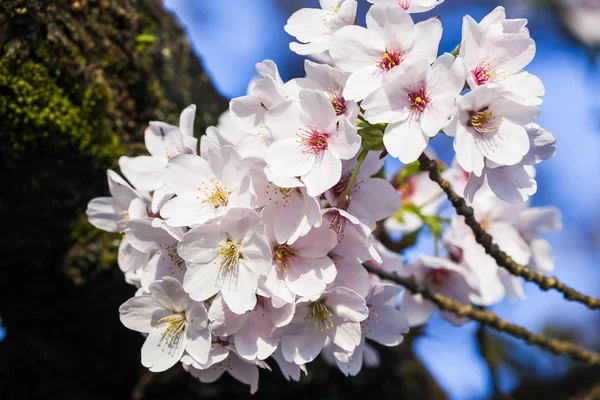 Flor Cerezo Florecen Temporada Primavera — Foto de Stock