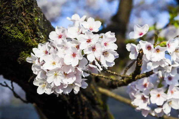 Flor Cerezo Florecen Temporada Primavera — Foto de Stock