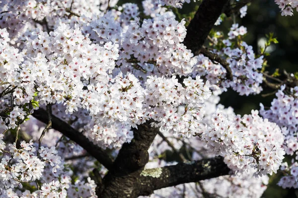 Cherry Blomma Blommar Vårsäsongen — Stockfoto