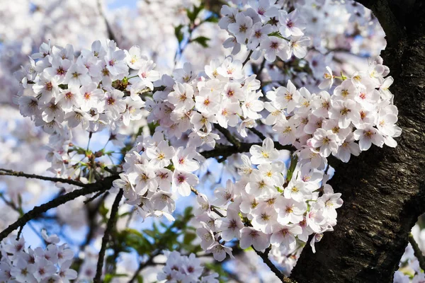 Fiore Ciliegio Nella Stagione Primaverile — Foto Stock