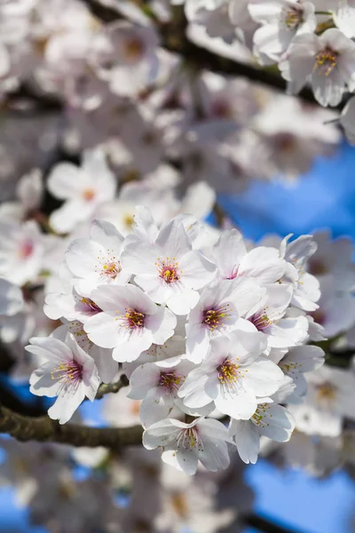 Flor Cerezo Florecen Temporada Primavera — Foto de Stock