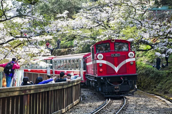 Поїзд Alishan Лісу Chiayi Тайвань — стокове фото