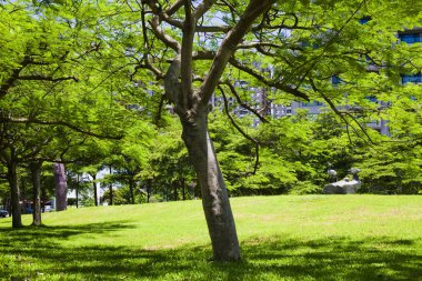 Parktaki yeşil ağaçlar