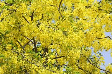 Altın duş. Yaz aylarında çiçek açan sarı çiçek.