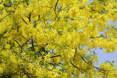 Altın duş. Yaz aylarında çiçek açan sarı çiçek.