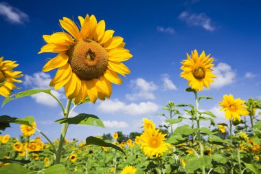 bir ayçiçeği dinlenmiş bal arısı