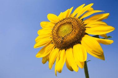 Bahar tekli papatya çiçeği ve arı