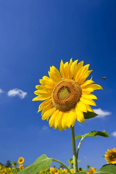 Honeybee Rested Sun Flower — Stock Photo, Image