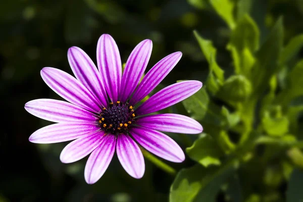 デイジーの花の自然の屋外の庭で — ストック写真