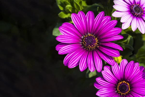 Daisy Blommor Naturen Trädgård — Stockfoto