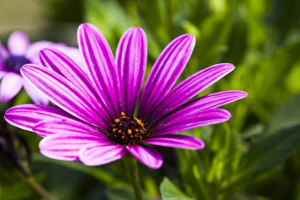 Daisy Blommor Naturen Trädgård — Stockfoto